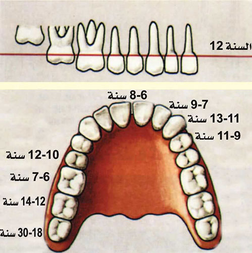 مرحلة تبديل الأسنان